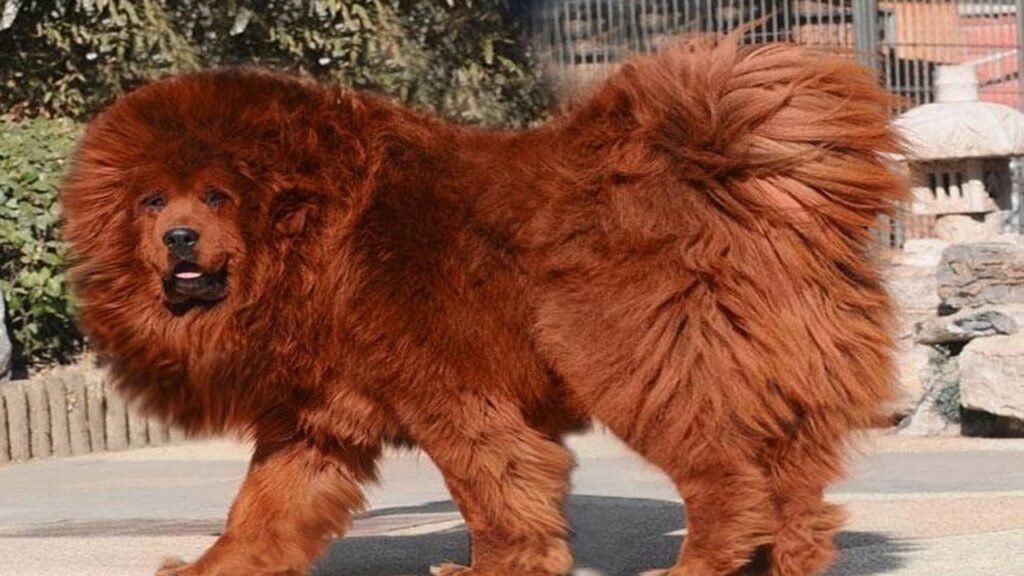 Most Expensive Dog Breed in India